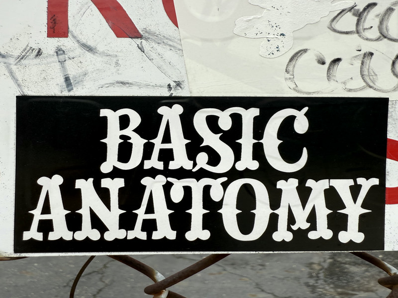 Basic Anatomy