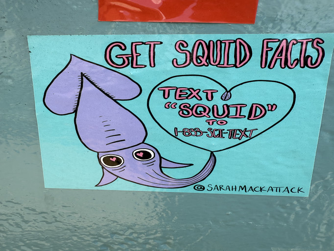 Squid Facts