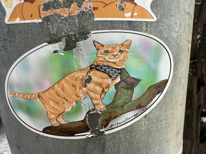 Cat with bandana