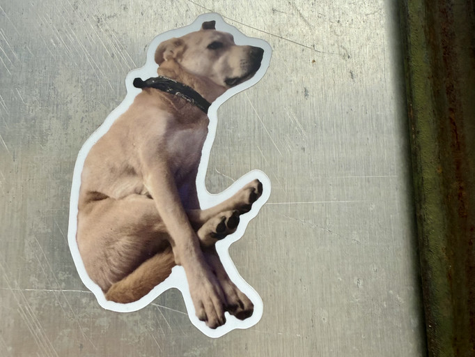 Dog