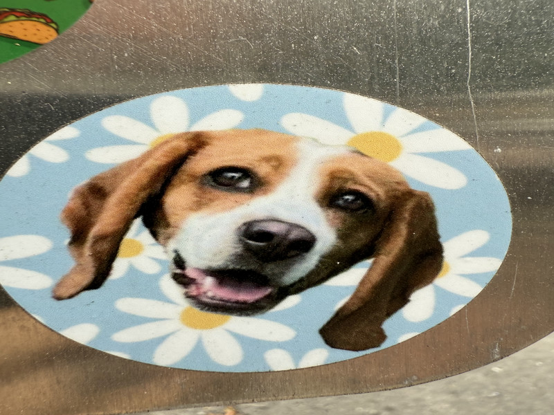 Dog Flower