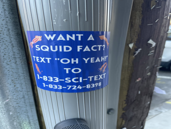 Squid Facts