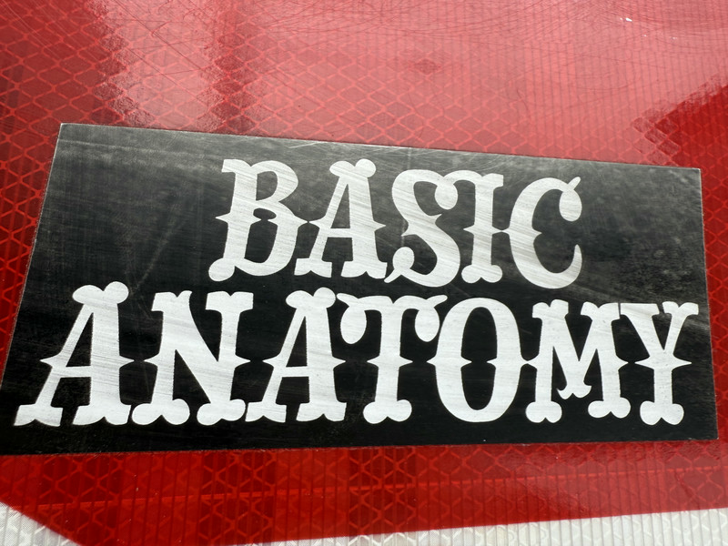 Basic Anatomy